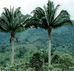 Attalea colenda Palma real, Chivila